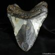 Giant / Inch Megalodon Tooth With Stand #523-2